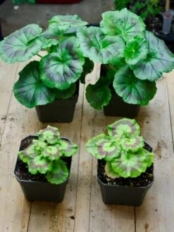 Organic Seed Starting Mix, 6 Quarts -Deals Seed N Tools Store 37808 002E tif