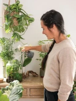 Indoor Plant Mister -Deals Seed N Tools Store 3 4 crop 8612962 3792