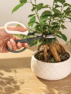 Japanese Pruning Scisssors 16 Japanese Pruning Scisssors -Deals Seed N Tools Store 3 4 crop 8612968 0087