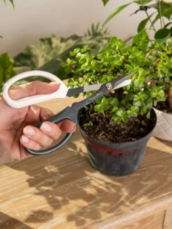 Japanese Pruning Scisssors 14 Japanese Pruning Scisssors -Deals Seed N Tools Store 3 4 crop 8612968 0092
