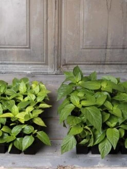 Organic Seed Starting Mix, 6 Quarts -Deals Seed N Tools Store 8592212 002E tif