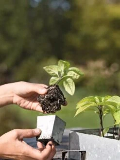 Galvanized Seed Starting Tray -Deals Seed N Tools Store 8595893 4378 tif