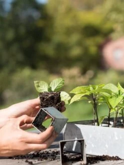 Galvanized Seed Starting Tray -Deals Seed N Tools Store 8595893 4382 tif
