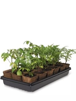 3-1/2” Square Biodegradable Pots & Tray Set 7 3-1/2” Square Biodegradable Pots & Tray Set -Deals Seed N Tools Store 8595968 3916 tif