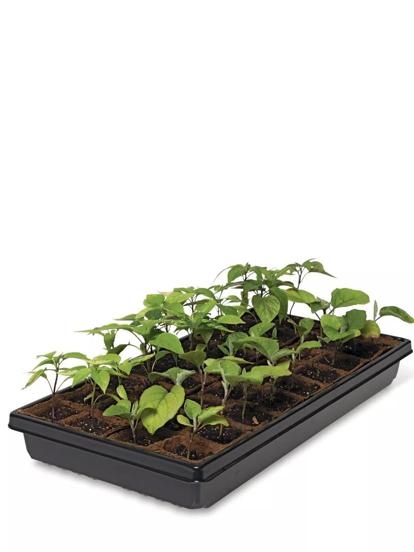 2” Square Biodegradable Pots And Tray Set 4 2” Square Biodegradable Pots And Tray Set - Image 2
