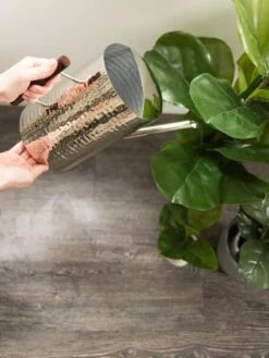 Stainless Steel Watering Can 8 Stainless Steel Watering Can -Deals Seed N Tools Store 8599057 14322 tif