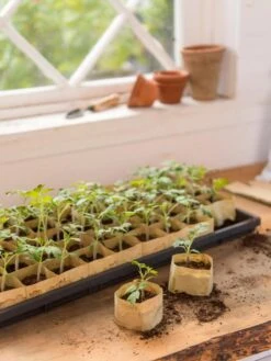 Paper Pots, 50 Cell 11 Paper Pots, 50 Cell -Deals Seed N Tools Store 8599830 0502 paper pots 50 cell tif