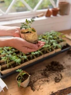 Paper Pots, 50 Cell 13 Paper Pots, 50 Cell -Deals Seed N Tools Store 8599830 0507 tif