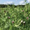 Field Peas, Oats And Vetch Mix Organic Seeds -Deals Seed N Tools Store 8599874 01V tif