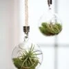 Mini Blown-Glass Hanging Terrarium, Set Of 2 -Deals Seed N Tools Store 8609218 0311 mini blown glass hanging terrarium set of 2