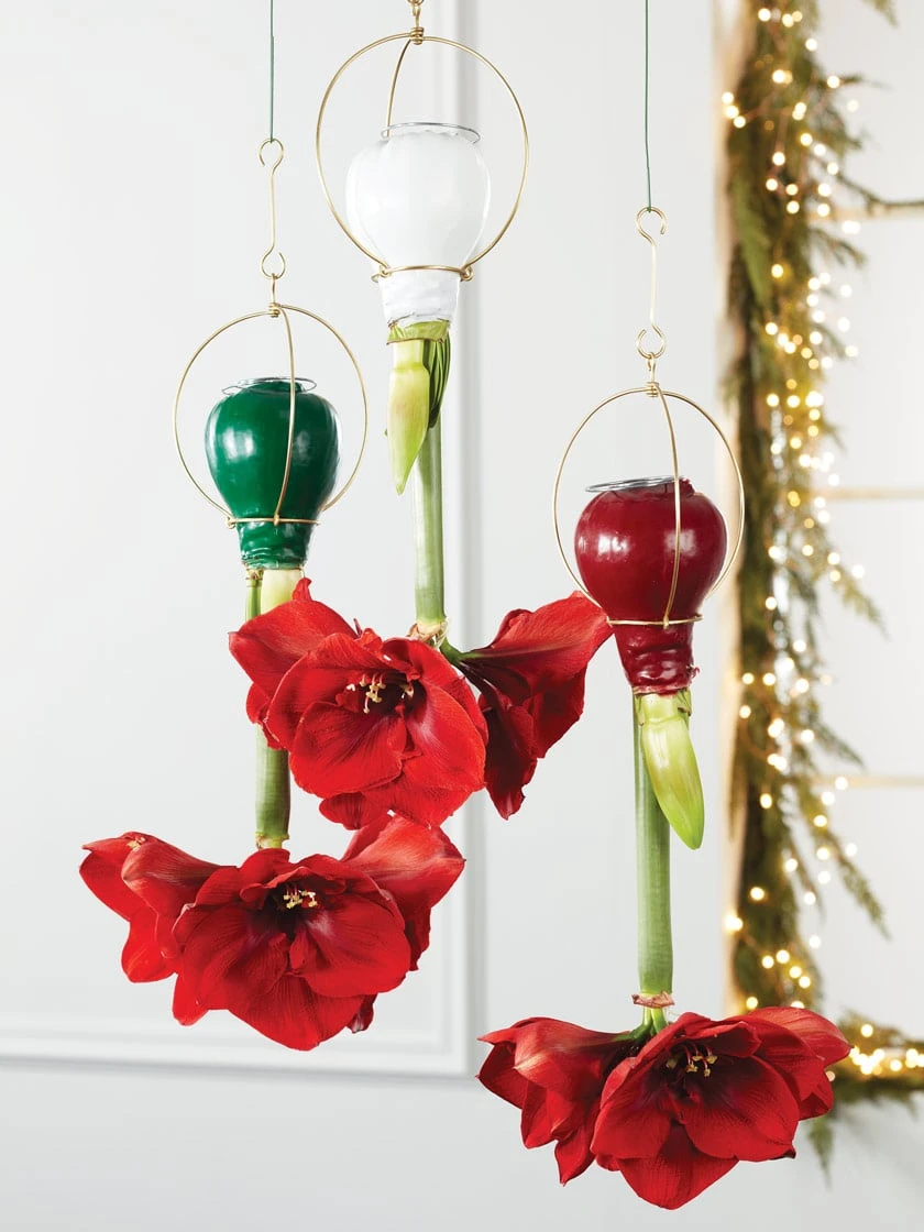 Waxed Amaryllis Brass Hangers, Set Of 3 3 Waxed Amaryllis Brass Hangers, Set Of 3