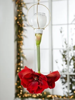 Waxed Amaryllis Brass Hangers, Set Of 3 7 Waxed Amaryllis Brass Hangers, Set Of 3 -Deals Seed N Tools Store 8609252 2020 6014