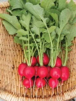Family Garden Organic Seed Collection, Set Of 7 14 Family Garden Organic Seed Collection, Set Of 7 -Deals Seed N Tools Store 8610262 Cherry Belle Radish 06V tif