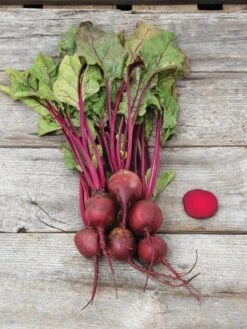 Family Garden Organic Seed Collection, Set Of 7 15 Family Garden Organic Seed Collection, Set Of 7 -Deals Seed N Tools Store 8610262 Detroit Dark Red Beet 03V tif