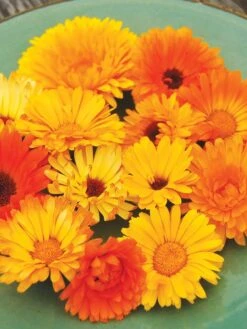 Family Garden Organic Seed Collection, Set Of 7 13 Family Garden Organic Seed Collection, Set Of 7 -Deals Seed N Tools Store 8610262 Pacific Beauty Calendula 07V tif
