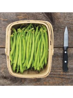 Antigua Bush Bean Organic Seeds -Deals Seed N Tools Store 8610262 antigua bean 8 15 18 05v