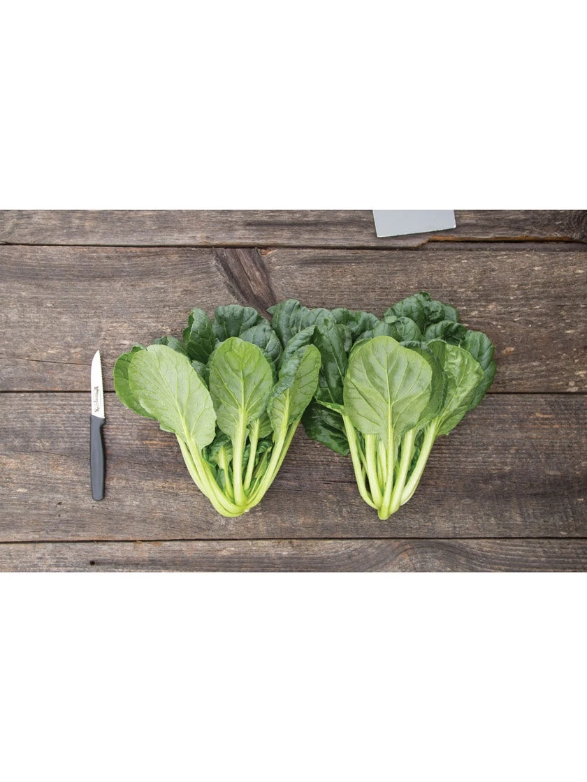 Silk Road Garden Organic Seed Collection, Set Of 6 4 Silk Road Garden Organic Seed Collection, Set Of 6 - Image 2