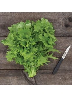 Wasabina Mustard Greens Organic Seeds 7 Wasabina Mustard Greens Organic Seeds -Deals Seed N Tools Store 8610264 wasabina mustard 04v