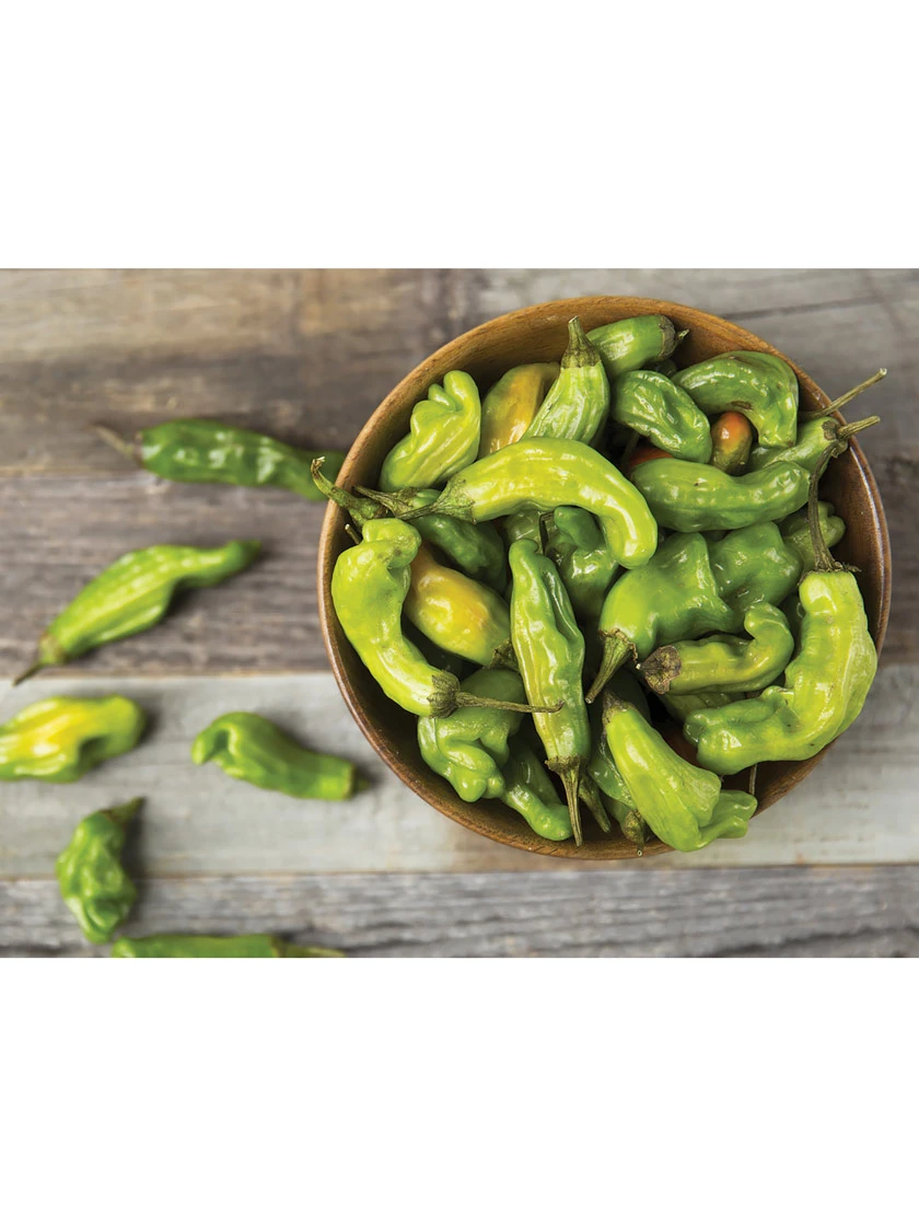 Shishito Pepper Organic Seeds 2 Shishito Pepper Organic Seeds