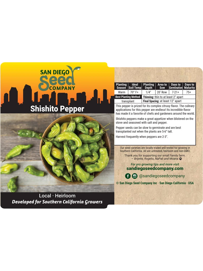 Shishito Pepper Organic Seeds 4 Shishito Pepper Organic Seeds - Image 3