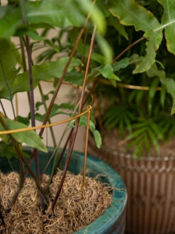 Brass Plated Grow Throughs, Set Of 2 -Deals Seed N Tools Store 8612661 0043