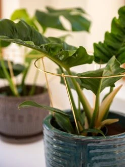 Brass Plated Grow Throughs, Set Of 2 -Deals Seed N Tools Store 8612662 0047 brass plated grow throughs set of 2