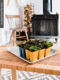 Gardener's Best® XL 6-Cell Planting Tray, Set Of 4 11 Gardener's Best® XL 6-Cell Planting Tray, Set Of 4 -Deals Seed N Tools Store 8613031 01IN cdt