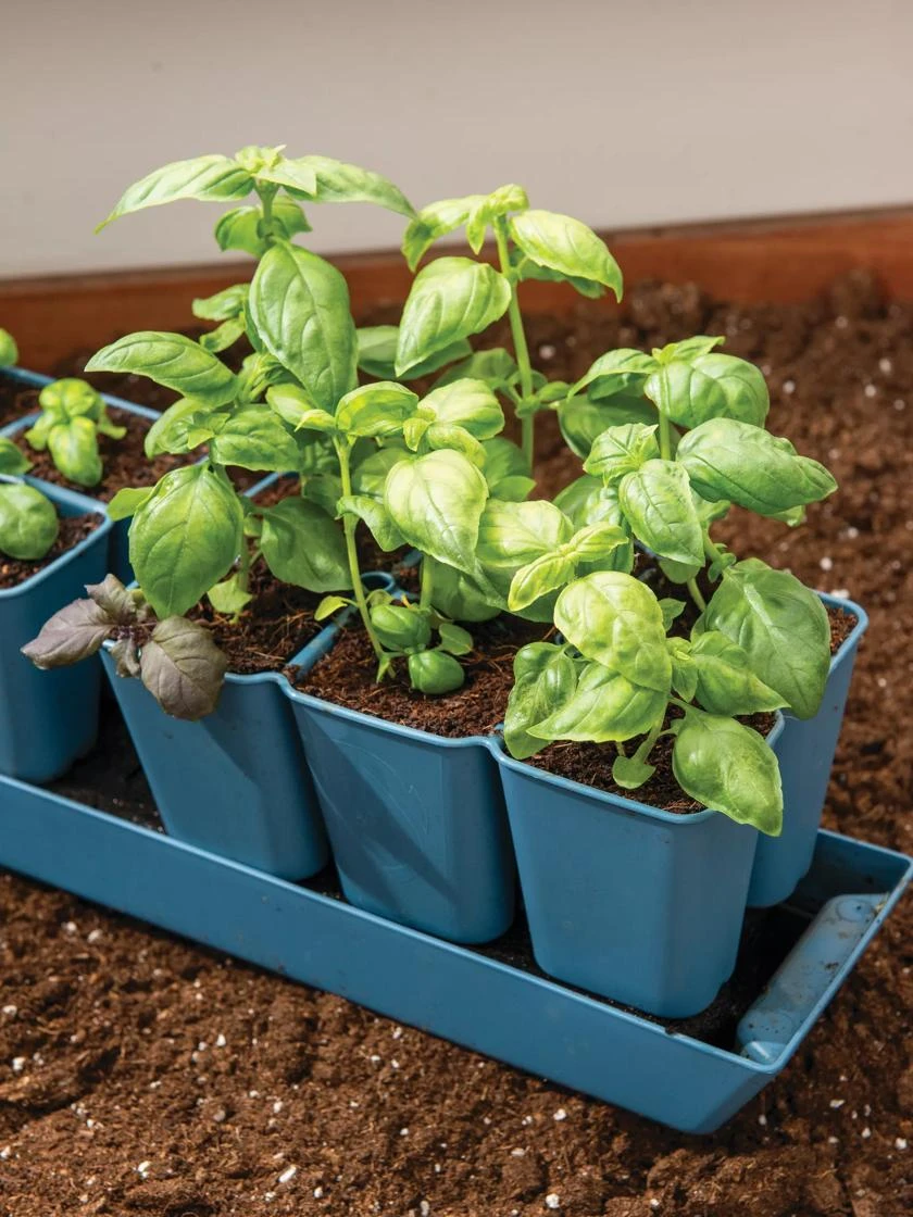 Gardener's Best® XL 6-Cell Planting Tray, Set Of 4 5 Gardener's Best® XL 6-Cell Planting Tray, Set Of 4 - Image 3