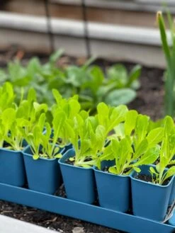 Gardener's Best® XL Seed Starting Kit -Deals Seed N Tools Store 8613066 01TEST