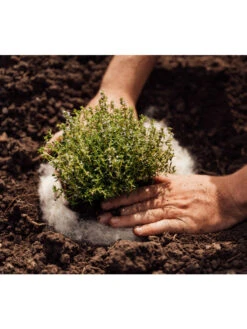 Hortiwool ®, 5 Pad Pack 13 Hortiwool ®, 5 Pad Pack -Deals Seed N Tools Store 8613263 06v