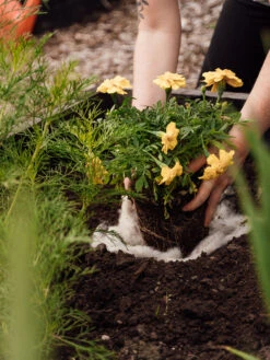 Hortiwool ®, 5 Pad Pack 15 Hortiwool ®, 5 Pad Pack -Deals Seed N Tools Store 8613263 12v