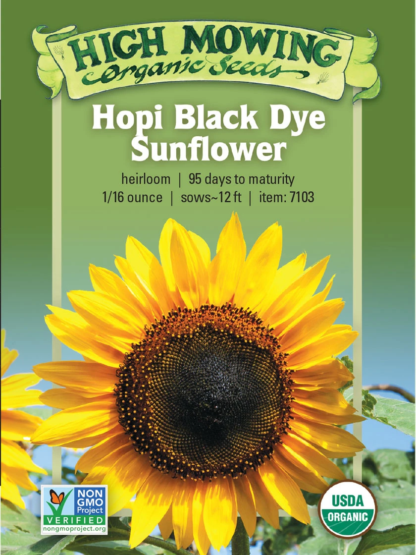 Hopi Black Dye Sunflower Organic Seeds 3 Hopi Black Dye Sunflower Organic Seeds